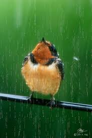 Animated Gif Bird Is The Word Gif Https Encrypted Tbn0 Gstatic Com Images Q Tbn 3aand9gctokhijwqep9 Hh 3dysz1uc 8txebnf0mrtw Usqp Cau