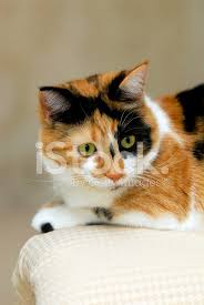 Resting Calico Cat Stock Photos Freeimages Com