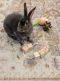 It's my 3rd Birthday today!! I am very loved and have been enjoying the  free roam life. I am my mom's first adoption and I have transformed her  into an #adoptdontshop mom