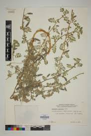 Image result for Indigofera cryptantha