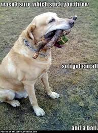 Twitter Resolutionstech When You Run A Query Or Report Funny Dog Pictures Funny Animals Funny Dogs