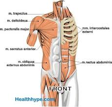 The chest is separated from the abdomen by. Front Chest Muscles Muscle Body Muscle Biceps Brachii