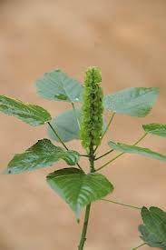 Image result for Acalypha bipartita