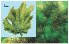 Image result for Lactuca imbricata