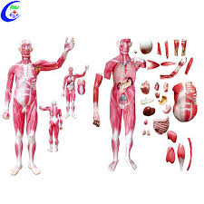 Muscle mass is a part of your lean body mass. Human Whole Body Muscle Anatomy Education Model Buy Anatomical Model Muscle Human Muscle Anatomy Model Education Model Product On Alibaba Com