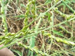 Image result for Urochloa ramosa