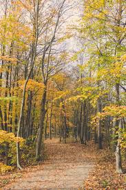 Maybe you would like to learn more about one of these? Free Photo Scenic View Of The Forest Autumn Pathway Trees Free Download Jooinn