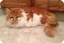 Check spelling or type a new query. Pin On Maine Coon Cats Norweigion Forest Cats