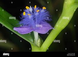 Image result for Commelinaceae