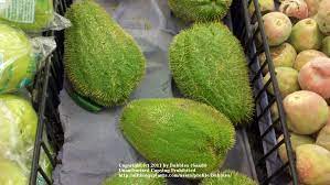 These are the common methods to propagate a cactus step by step. Growing Unusual Fruits And Vegetables From The Grocery Store Garden Org