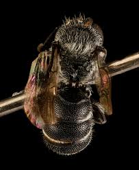 Image result for Hermbstaedtia