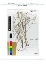 Image result for Schwenckia