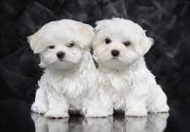 Toy & teacup maltese puppies price range. Maltese Price Range Maltese Cost How Much Are Maltese Puppies