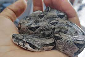 How To Feed Baby Boa Constrictors