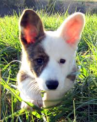 Add to this the lack of knowledge and the need to please the general public, and the results are usually unhealthy and poor. Cardigan Welsh Corgi Va
