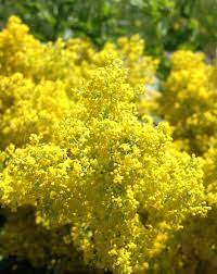 Se adauga apoi alcool de 75 grade (trei parti. Flori De Sanziene Florile Magice Ale Verii