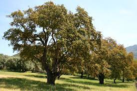 De wikipedia, la enciclopedia libre. Quercus Suber Wikipedia La Enciclopedia Libre