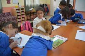 Hersey Bir Saka Ile Basladi Onluk Giyen Yavru Kopek Findik Simdi Okulun En Populeri