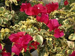 Bougainvillea Home Garden Information Center