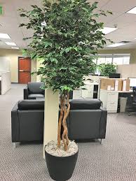 Image result for Ficus variifolia