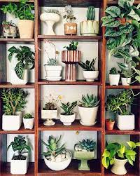 How to make the best fertilizer for cactus. 13 Ways To Declutter Like A Minimalist But Also Decorate Like A Maximalist Indoor Plants Plants Plant Shelves