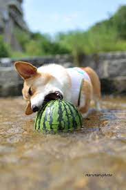these adorable corgi planter pots are perfect for herbs succulents small flowers and whatever else you can think of made of high quality 犬 可愛すぎる動物 可愛いワンちゃん