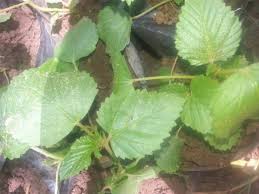 Image result for Parquetina calophylla