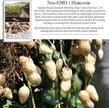 Image result for Arachis hypogaea