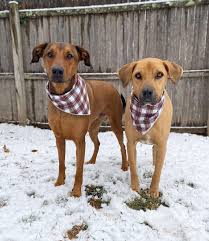 14 months ago we brought home our second rescue dog. in full transparency I  cried several times in the first 1-2 weeks we had both dogs together, not  because we regretted getting