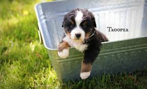 5 things to know about bernese mountain dog puppies. Bernese Mountain Dog Puppy For Sale Adoption Rescue For Sale In Locust Grove Oklahoma Classified Americanlisted Com