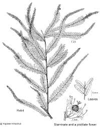 Image result for Phyllanthus martinii