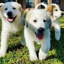 Look at pictures of great pyrenees puppies in michigan who need a home. Great Pyrenees Puppies Home Facebook