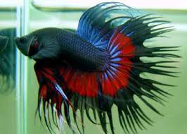Betta fish are fighters both in nature in life span. Fish Of The Month August Siamese Fighting Fish Or Betta Fish Petworld Direct