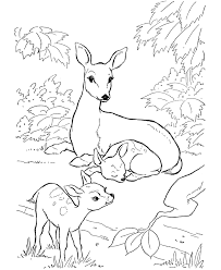 Well, a deer is the ancient ruminant mammal that belongs to the cervidae family. Deer Coloring Pages And Dozens More Top 10 Themed Coloring Challenges