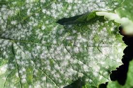 It describes successful research on treating mildew on zucchini and other squashes by spraying with diluted milk! What Causes White Spots On Zucchini Leaves All You Need To Know