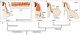 Indicate, using the letters provided, where each muscle group is on the diagram. Evolution Of The Muscular System In Tetrapod Limbs Zoological Letters Full Text
