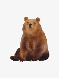 Watercolor Bears Png Animal Bear Bear Illustration Bears Clipart Brown Bear Illustration Bear Art Bear Drawing