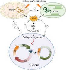 Cell cycle regulation in plant development. Rada Is A Main Branch Migration Factor In Plant Mitochondrial Recombination And Its Defect Leads To Mtdna Instability And Cell Cycle Arrest Biorxiv