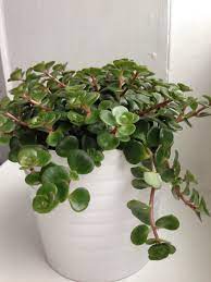 Buy your plants at ikealindaonce again we've found great, healthy plants that continue to thrive months after purchase.5. Himalaya Sedum Tornado Rozchodnik Sukulent Stanowisko Sloneczne Poludniowe Okno Nie Przelewac Lepiej Znosi Susz Indoor Plants Office Plants Succulents