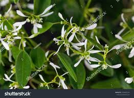 Image result for Euphorbia graminea