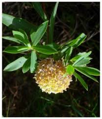 Image result for Gnidia