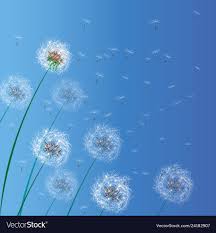 Spring background with white dandelions dandelion Vector Image