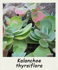 Les Succulentes Kalanchoe Fiche D Information