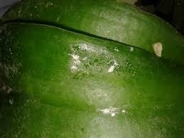 Image result for puklice na orchideích obrázek