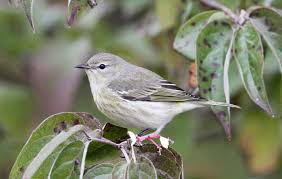 I Became a Better Birder When I Stopped Focusing