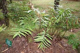 Image result for Arthropteris antun-gupffertiae