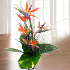 Bird Of Paradise Bouquet Care Flowers I Like Loud Flowers Bird Of Paradise Anticipation Joyfulness Magnificence Birds Of Paradise Flower Orchid Florist Flower Arrangements