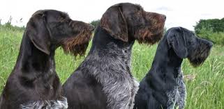This site will not function without javascript enabled. German Dogs German Wirehaired Pointer German Shorthaired Pointer Black