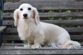 All of or dogs and puppies are raised around various farm animals and children. Long Hair Dams Reevesdachs Miniature Dachshunds