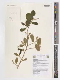 Image result for Antidesma venosum